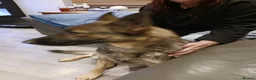 German Shepherd dogs for sale: German shepherd girl  in Doncaster - Advert 2