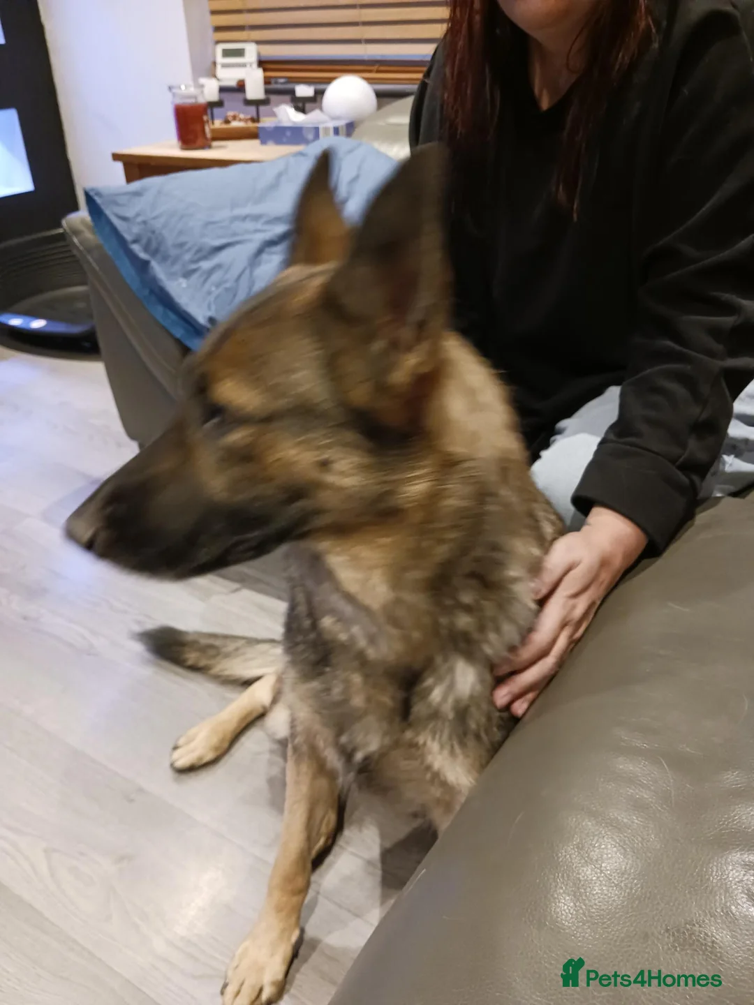 German Shepherd dogs for sale: German shepherd girl  in Doncaster - Advert 2