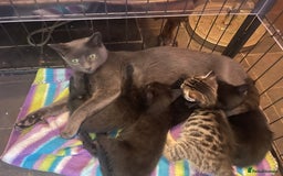 Mixed Breed cats for sale: Russian blue cross black and tabby kittens  - Advert 37