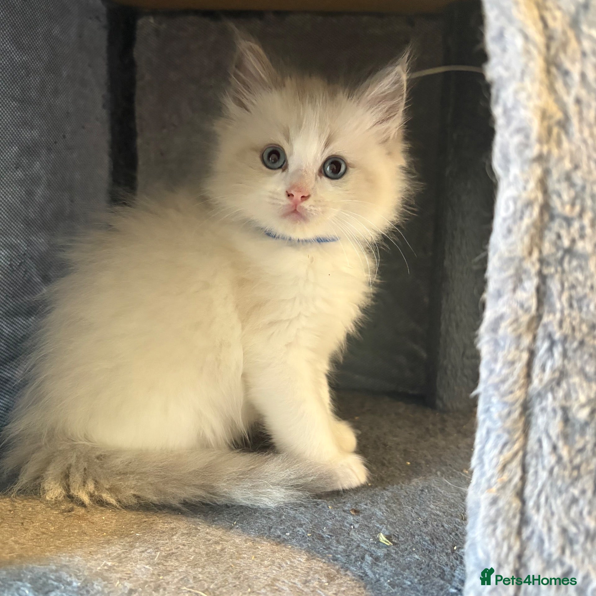 Ragdoll cats Beautiful 1 male and 1 female pure breed ragdoll - Advert 11