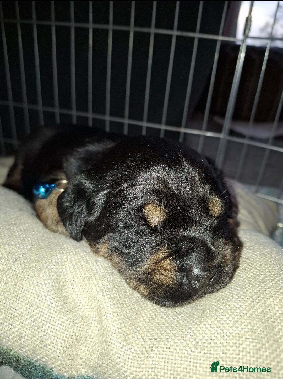 Mixed Breed dogs for sale: Luna pups - Image 6