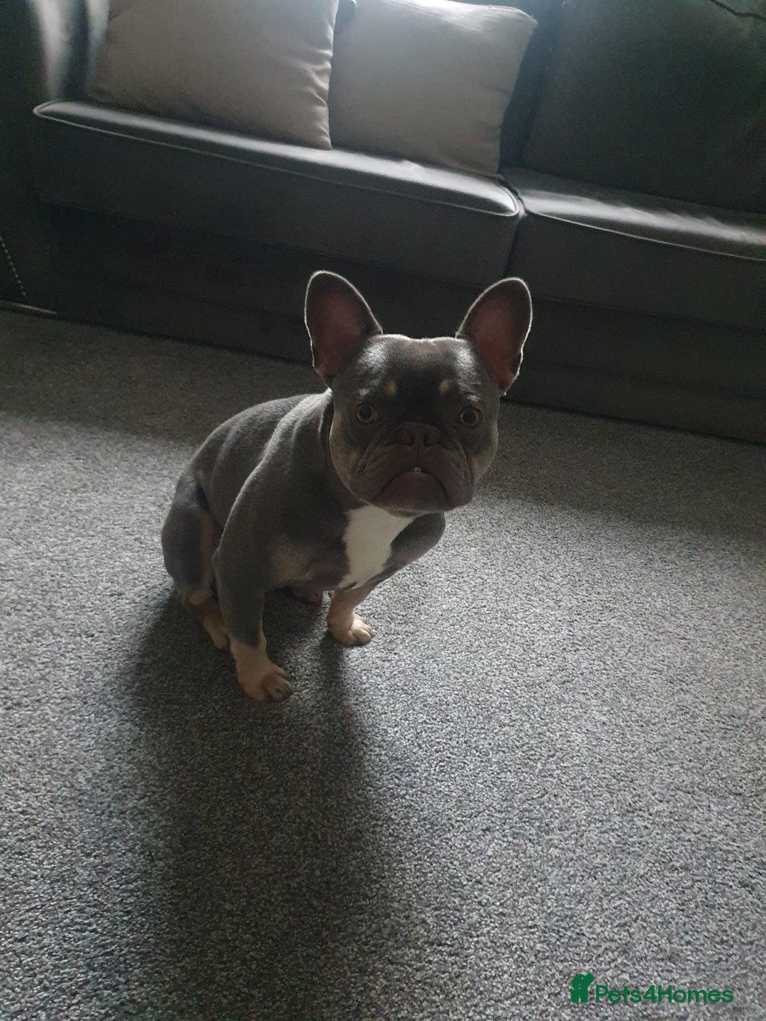 French Bulldog dogs for stud: French bulldog TO STUD - Image 2