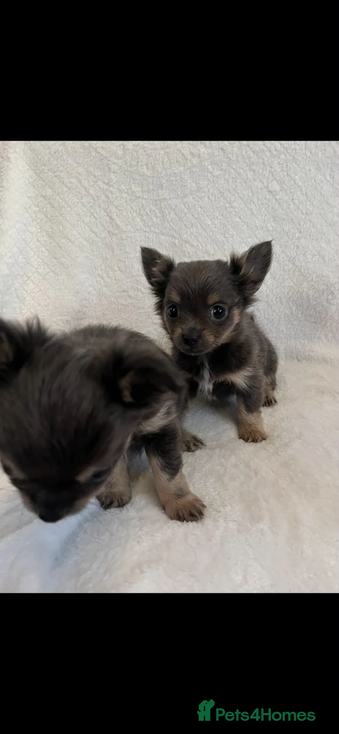 Chihuahua dogs for sale: Chihuahua puppies  - Advert 5