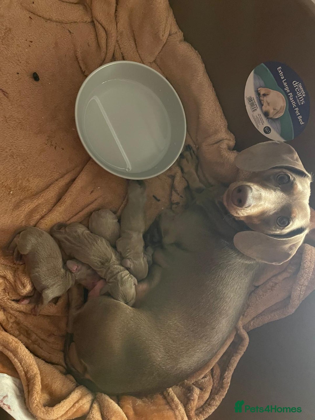 Dachshund dogs for sale: Beautiful dachshund looking for there forever home - Image 9