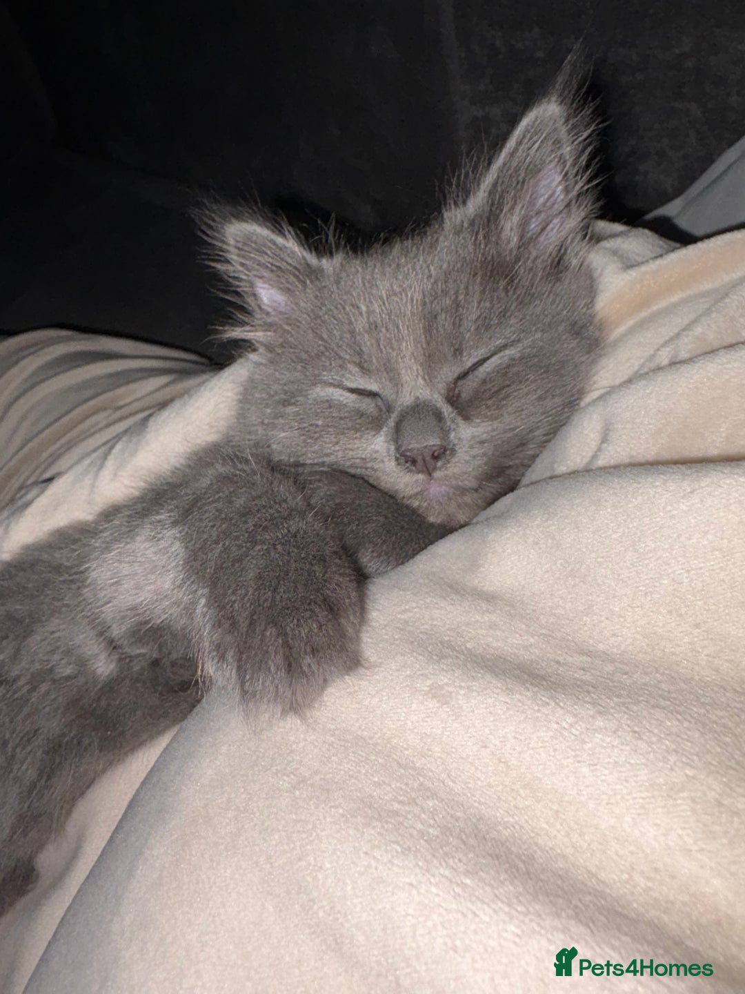 British Shorthair cats for sale: Pale grey female kitten  - Advert 8