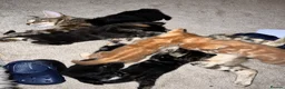 Mixed Breed cats for sale: Mixed kittens  in Kidderminster - Advert 4