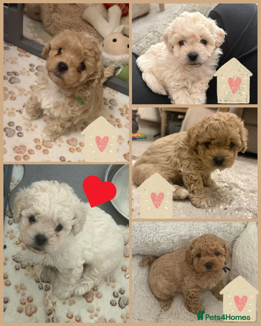 Mixed Breed dogs for sale: Beautiful Toy Poochon Puppies - Advert 1