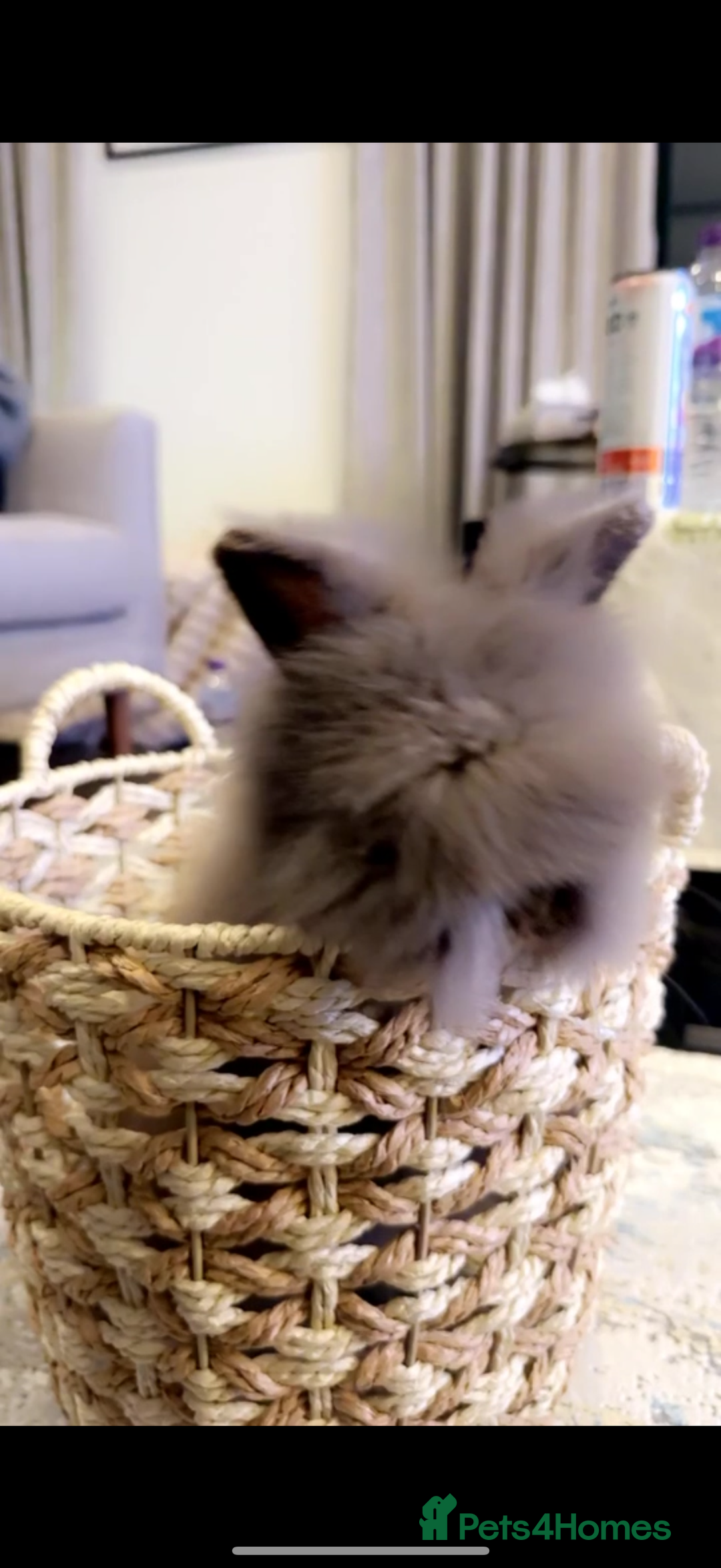 Dwarf Lop rabbits for sale: Storm- 8 week old boy - colour blue  - Advert 4