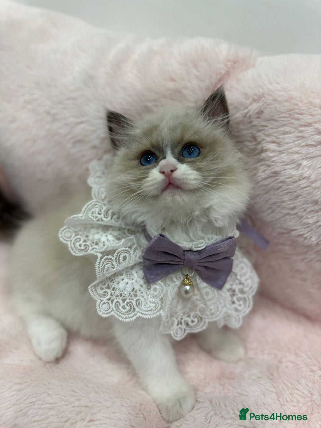 Ragdoll cats for sale: the last boy, registered with TICA - Image 37