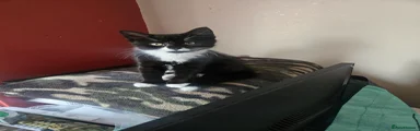 Mixed Breed Kitten 2
