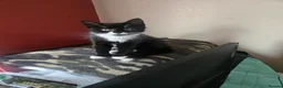 Mixed Breed cats for sale: 2 kittens  - Advert 2