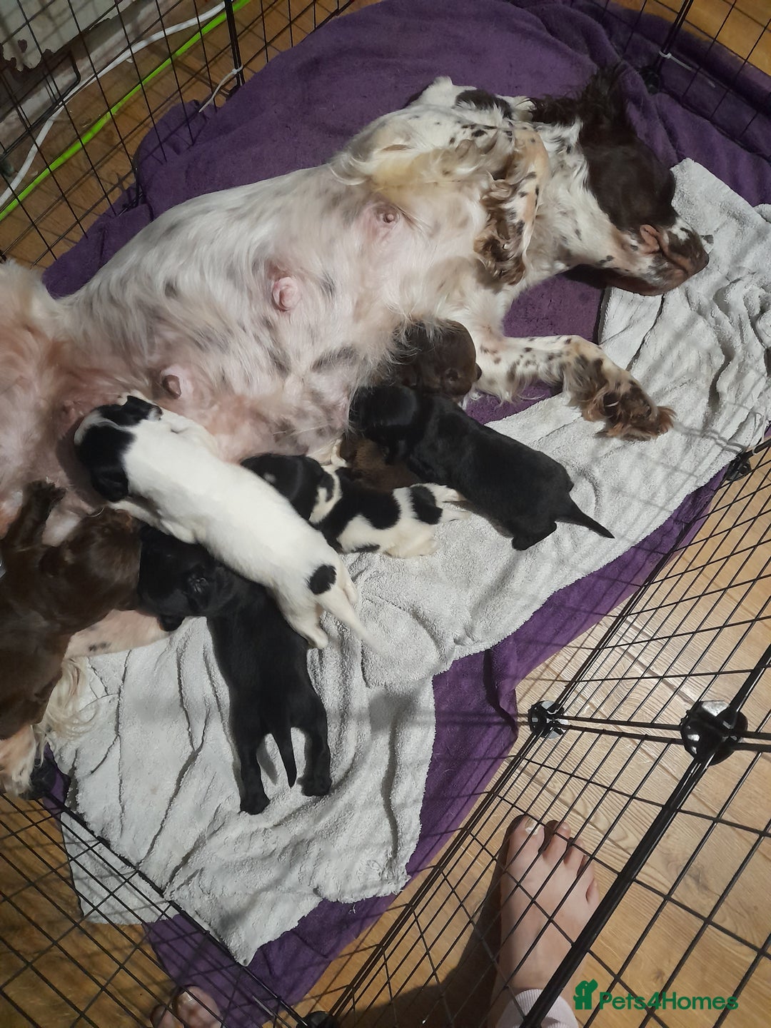 Springador dogs for sale: Springador puppys - Advert 16