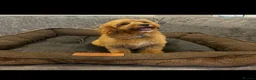 Cavapoo dogs for sale: Beautiful cavapoo puppies - Advert 10