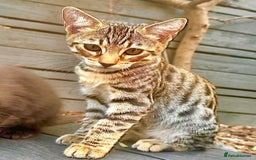 Savannah cats for sale: African bloodline, savanna kittens - Image 5