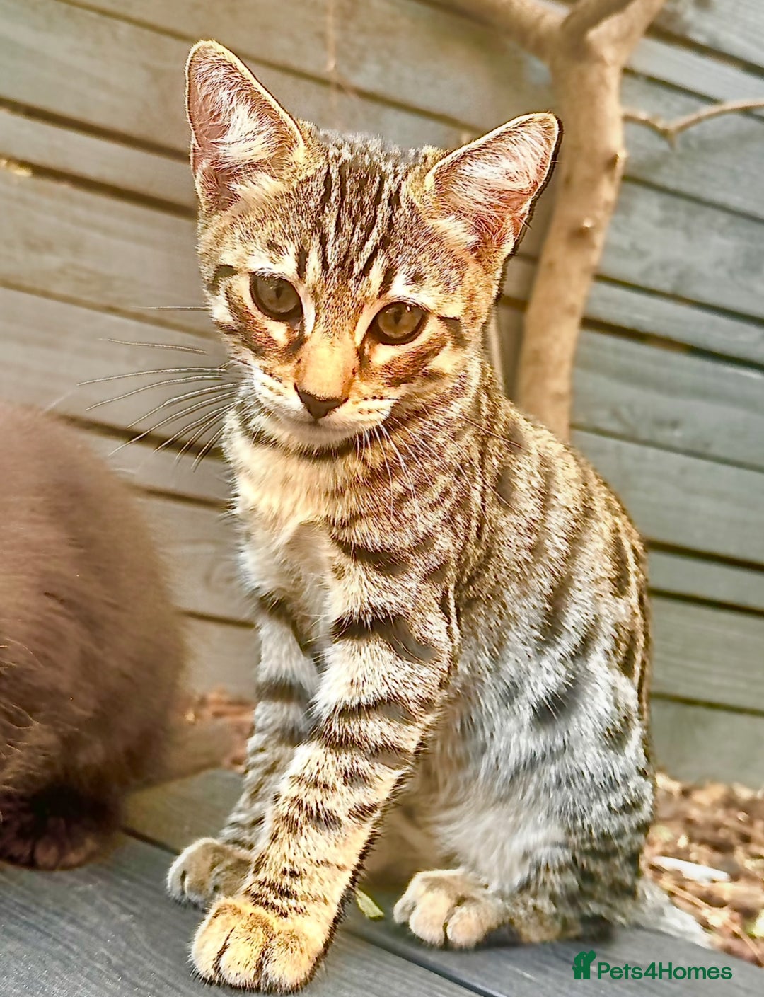 Savannah cats for sale: African bloodline, savanna kittens - Image 5