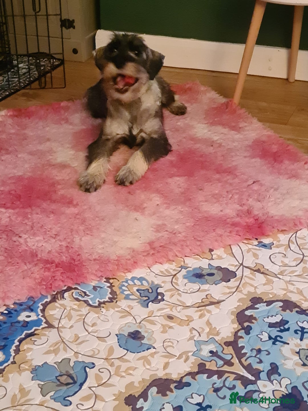 Schnauzer dogs for sale: STANDARD SCHNAUZER PUUPY - Image 2