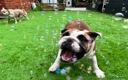 English Bulldog dogs for sale: Show quality English bulldog girl 2 years for sale - Image 9