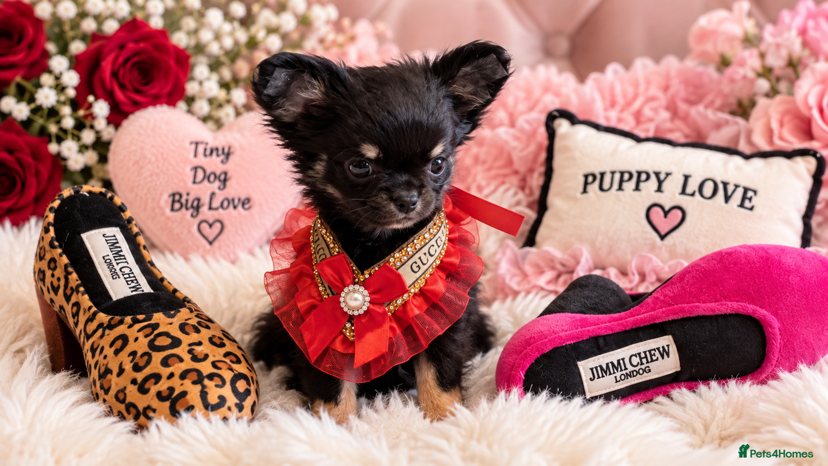 Chihuahua dogs Beautiful chihuahua puppies READY TO GO  - Advert 2