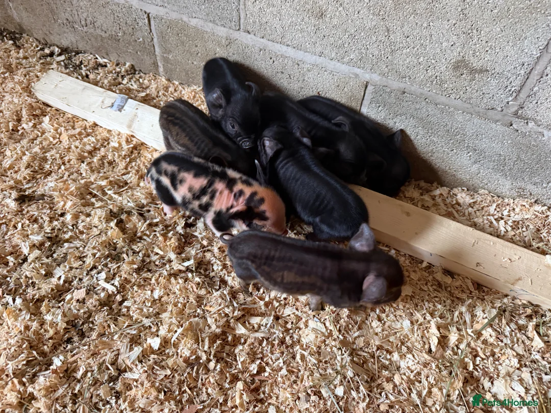 Pig livestock for sale: Kunekune piglets for sale  in High Peak - Advert 6
