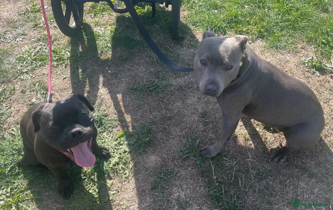 Staffordshire Bull Terrier dogs for sale: Stafford bitch  - Advert 1