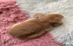 Mini Lop rabbits for sale: Rabbit girl mini lop - Image 3