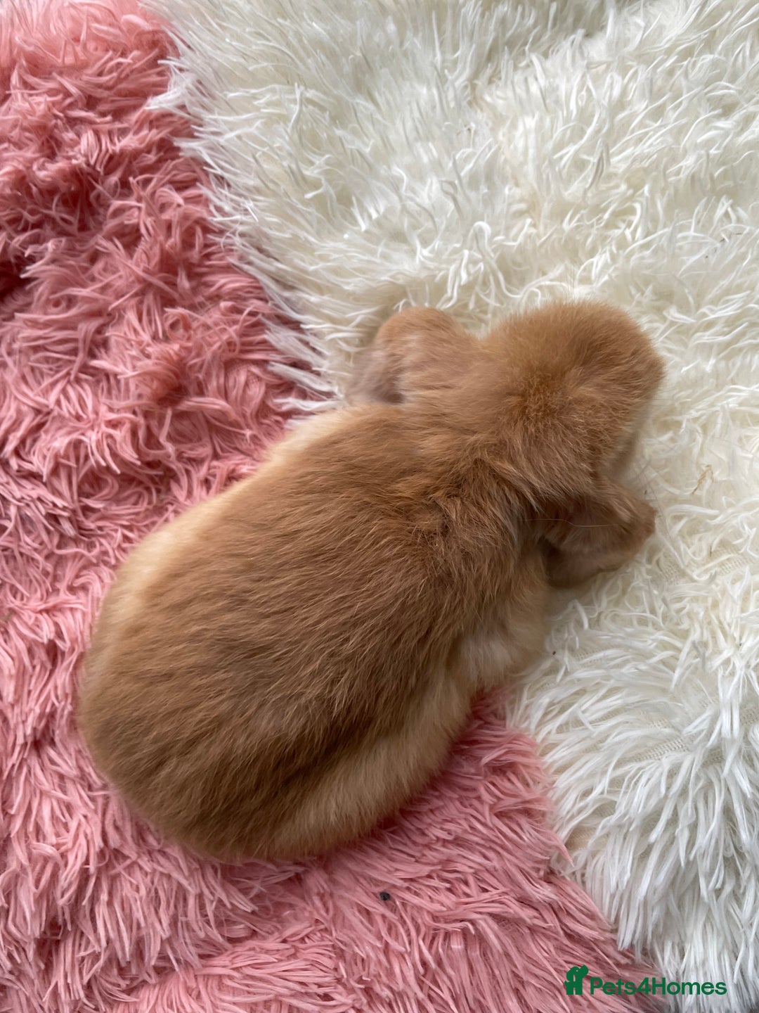 Mini Lop rabbits for sale: Rabbit girl mini lop - Image 3
