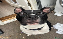 Mixed Breed dogs for sale: Staffordshire bull terrior x American bull dog - Image 8