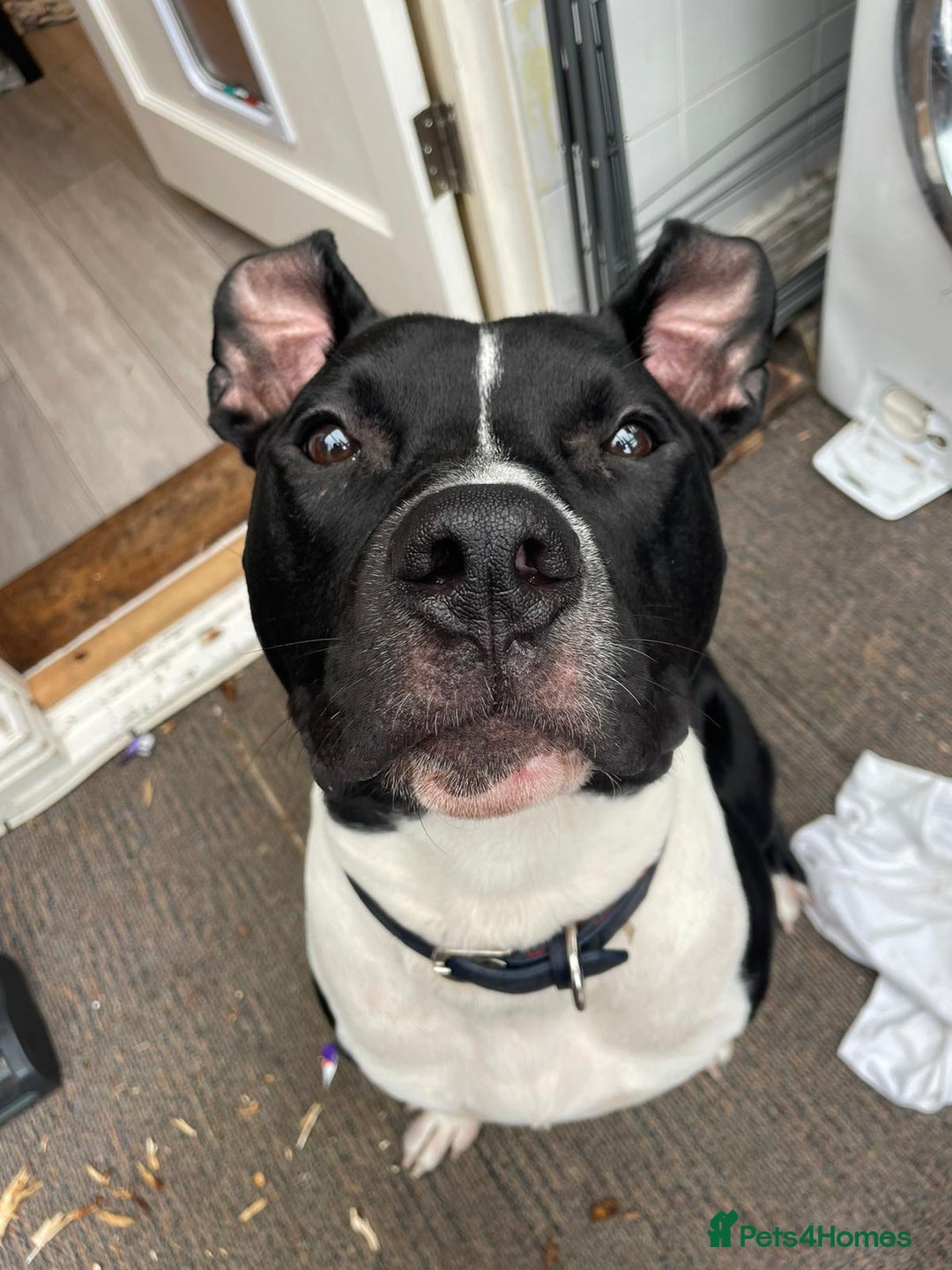 Mixed Breed dogs for sale: Staffordshire bull terrior x American bull dog - Image 8