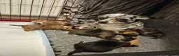 Chihuahua dogs for sale: 2 long coated chihuahua pups  - Advert 5