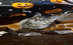 Maine Coon cats for sale: 3 maincoone x kittens - Image 18