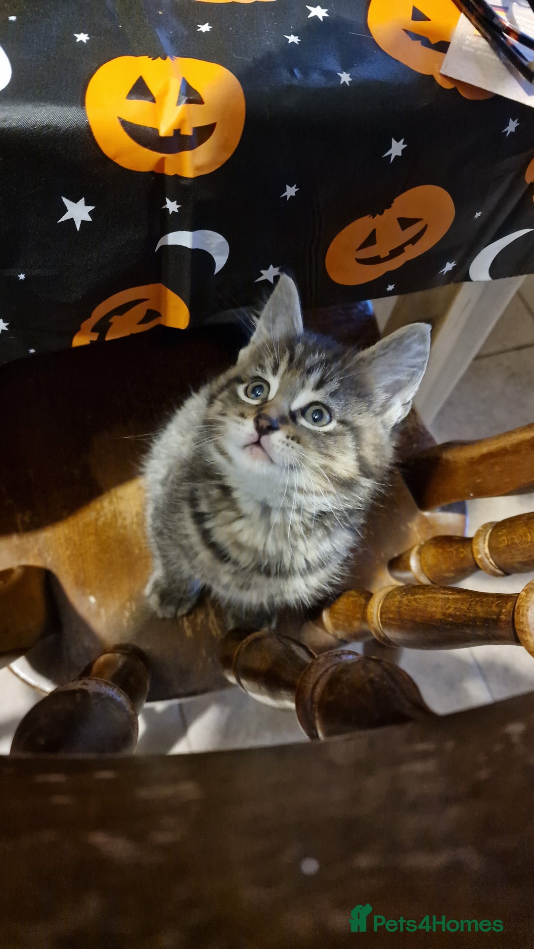 Maine Coon cats for sale: 3 maincoone x kittens - Image 18