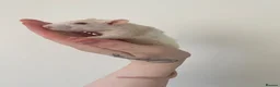 Rat rodents for sale: 4 Tame female rats - Advert 2