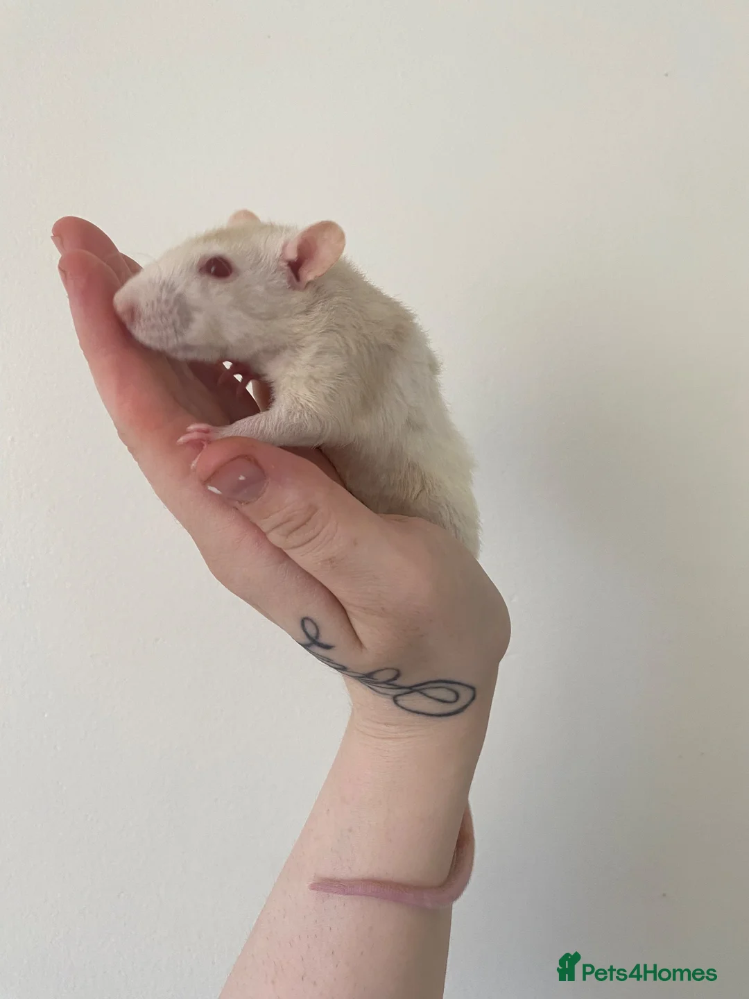 Rat rodents for sale: 4 Tame female rats - Advert 2