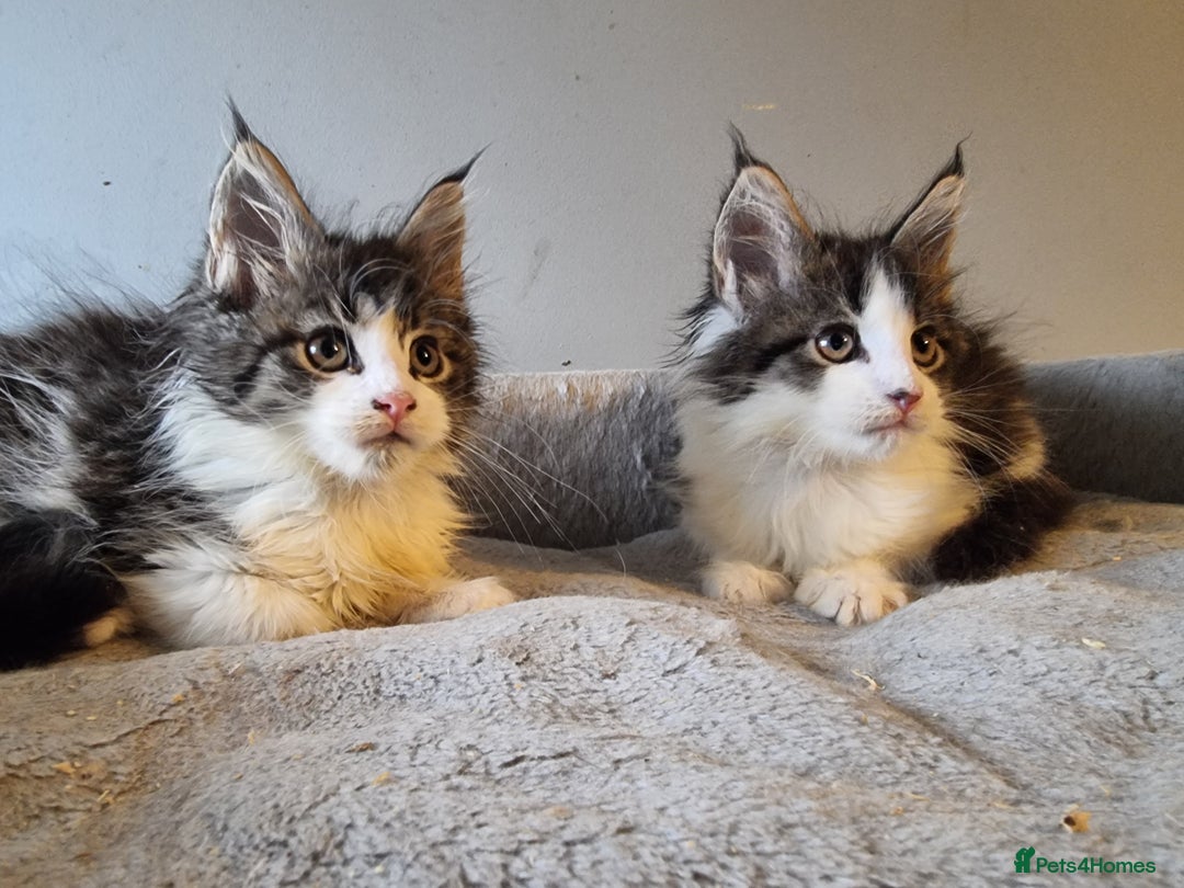 Maine Coon cats for sale: Beautiful Maine Coon kittens  - Advert 2