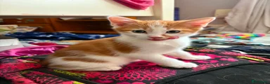 Birman 2