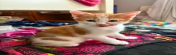 Birman cats for sale: Two siblings - Advert 2
