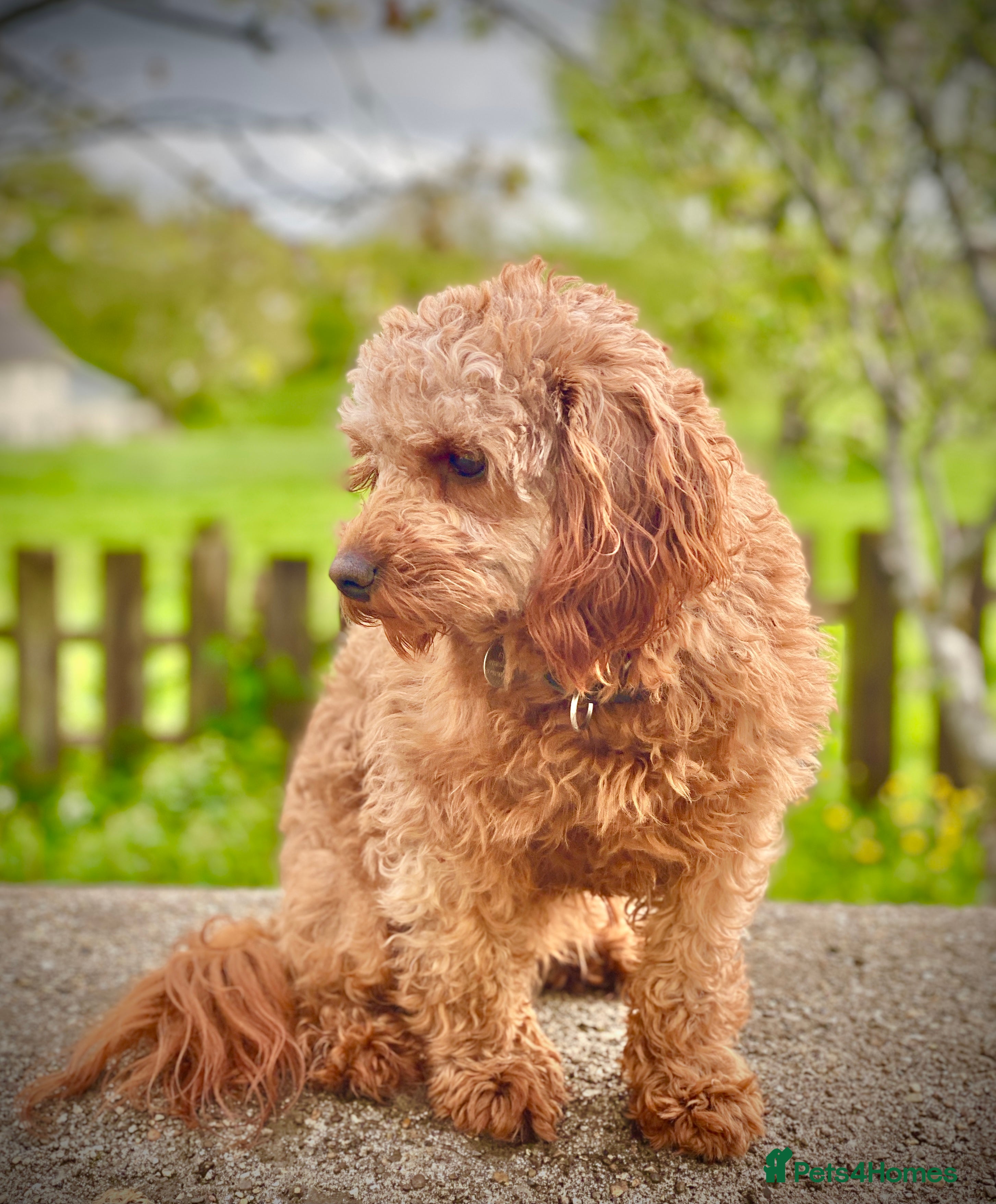 Cavapoo dogs Cavapoo Stud Dog. DNA clear testing  in Winkleigh - Advert 3