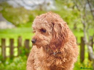 Cavapoo dogs Cavapoo Stud Dog. DNA clear testing in Winkleigh - Advert 2