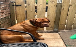 Dogue De Bordeaux dogs for stud: Dogue de Bordeaux For stud Enzo  - Image 5