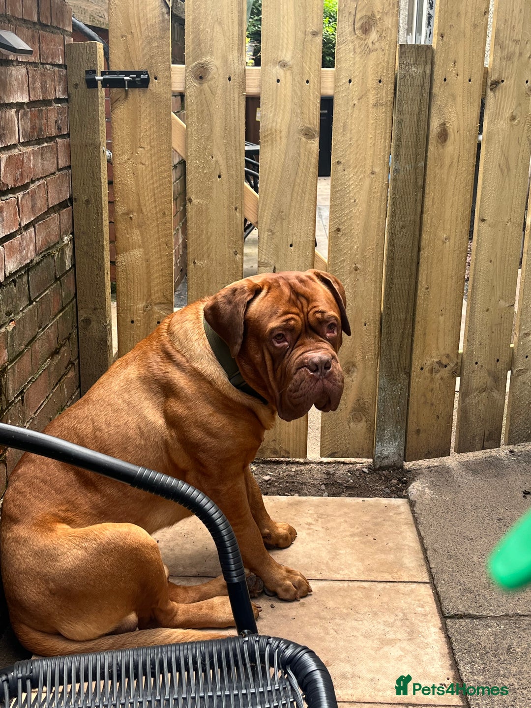 Dogue De Bordeaux dogs for stud: Dogue de Bordeaux For stud Enzo  - Image 5