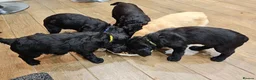 Labradoodle dogs for sale: Perfect Family Companion Labradoodle puppies - Advert 2