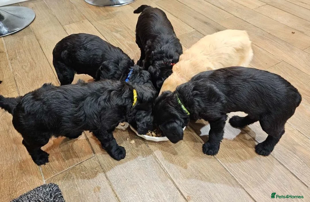 Labradoodle dogs for sale: Perfect Family Companion Labradoodle puppies - Advert 2