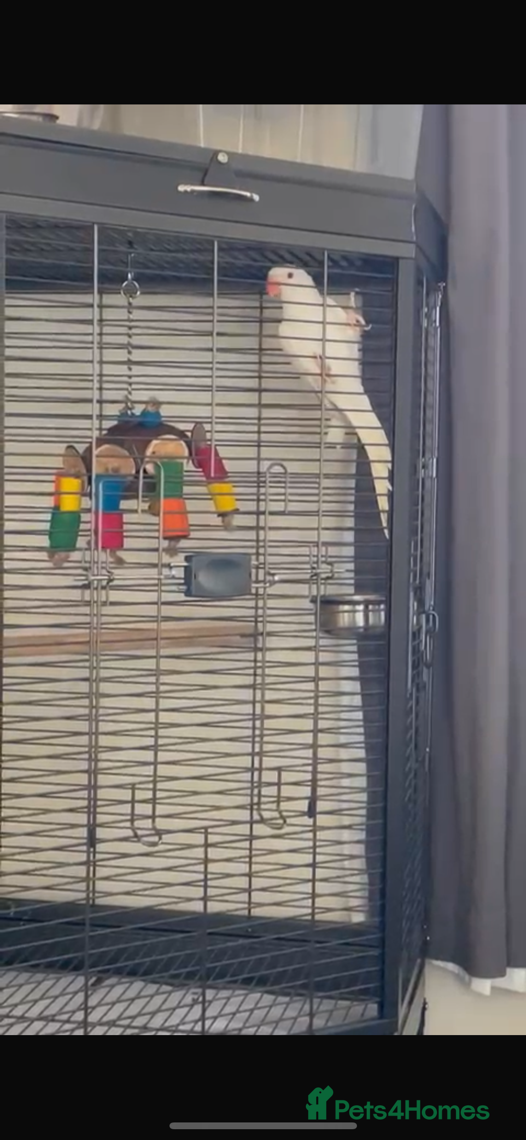 Ringnecks birds for sale: Indian Ringneck  - Advert 2