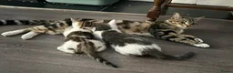 Mixed Breed cats for sale: Europian shorthair domestic kittens for sale Luton - Advert 7