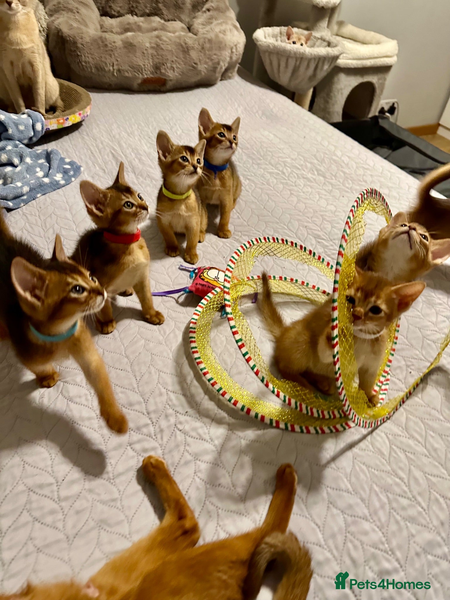 Abyssinian cats Abyssinian kittens 🌟😻🌟 - Advert 5