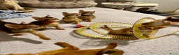 Abyssinian cats for sale: Abyssinian kittens 🌟😻🌟 - Advert 1
