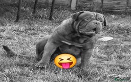 Dogue De Bordeaux dogs for sale: A Loving 4-Year-Old Dogue de Bordeaux - Image 5