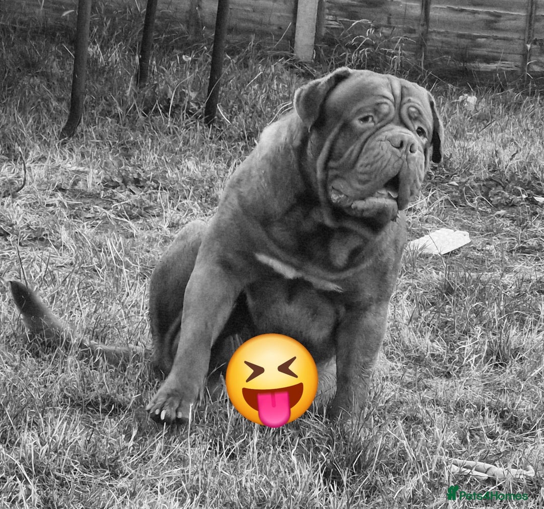 Dogue De Bordeaux dogs for sale: A Loving 4-Year-Old Dogue de Bordeaux - Image 5