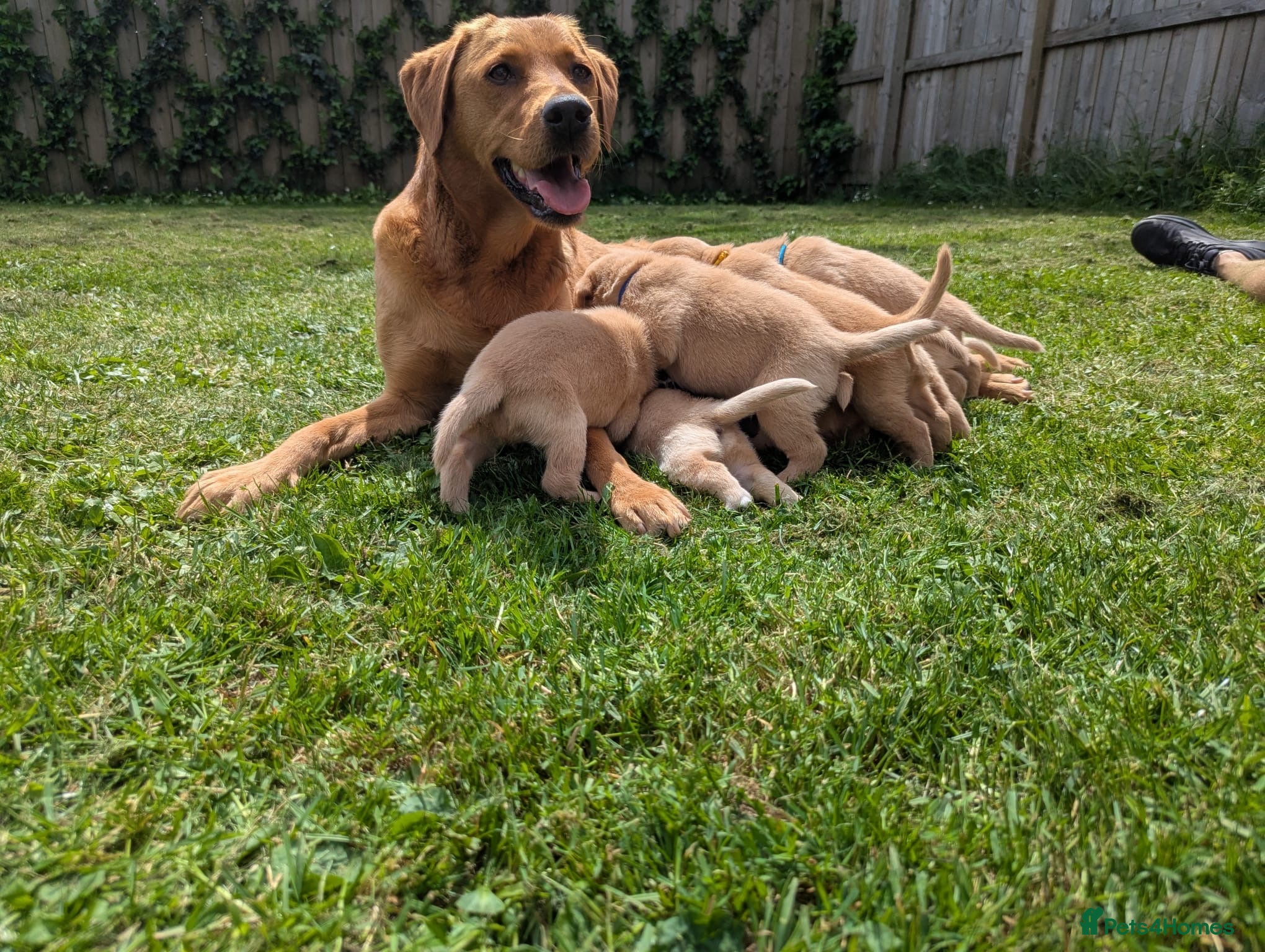 Labrador Retriever dogs for sale: Exceptional red fox Labrador  in Washington - Advert 2