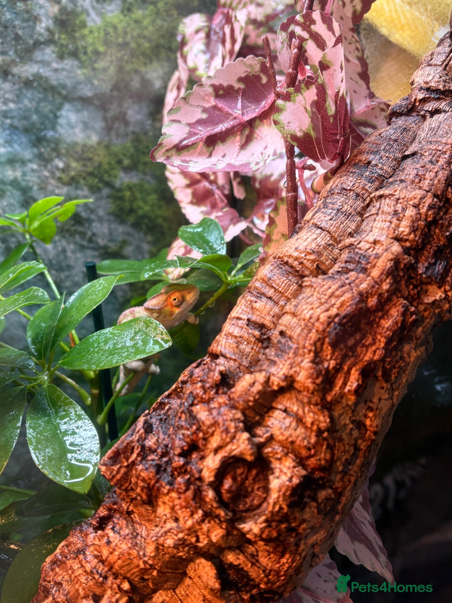 Chameleon reptiles for sale: Panther Chameleon- nosy mitsio - Advert 4